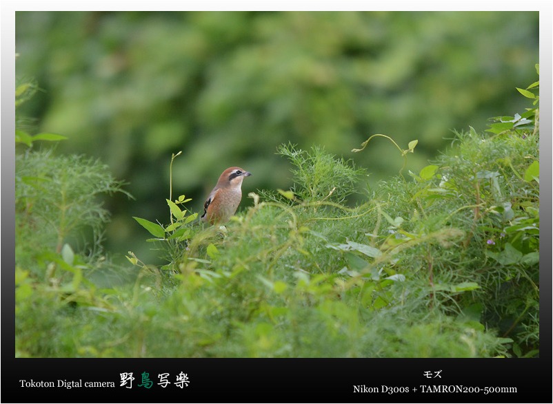 草原の野鳥3種＠Higashi-Osaka city_a0076493_18512057.jpg