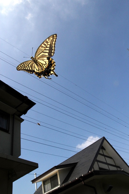 b0194593_062753.jpg