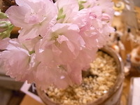 明日火曜は定休日。鳥展作品山盛りです。macokuma新作_d0322493_15164168.jpg