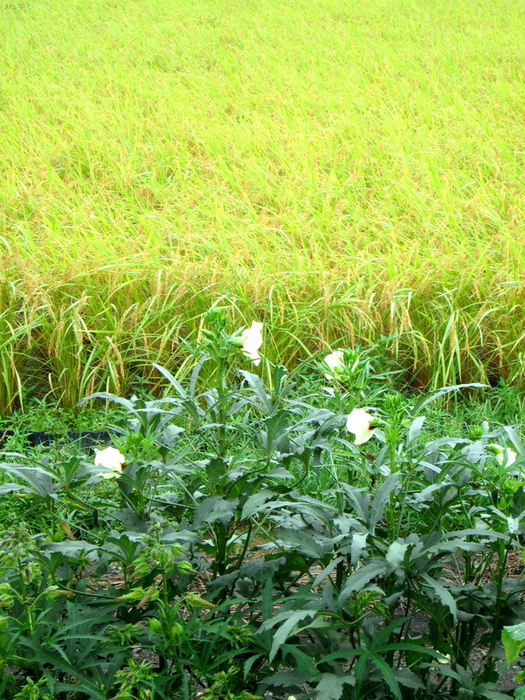 雨の日はお休みしましょう_c0100195_932082.jpg