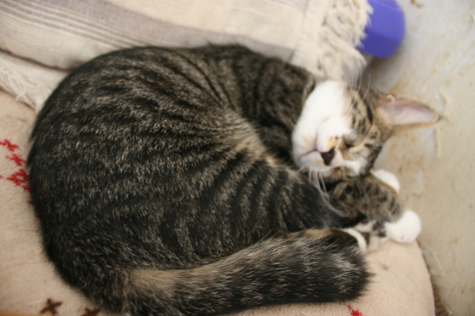 6匹の子猫たち_f0242002_8281427.jpg