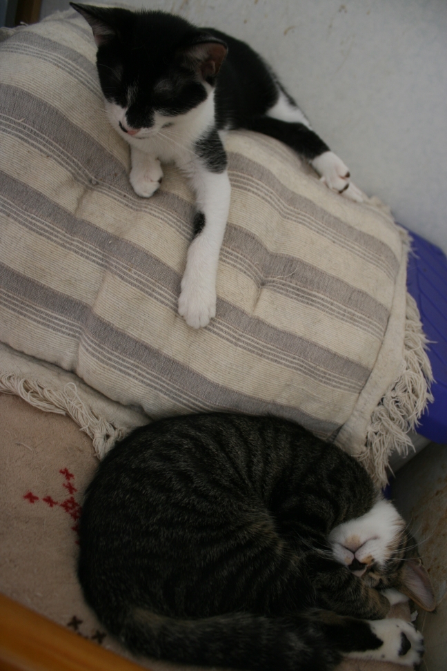 6匹の子猫たち_f0242002_8284245.jpg