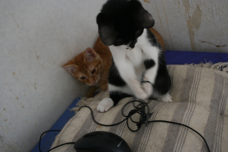 6匹の子猫たち_f0242002_8291044.jpg