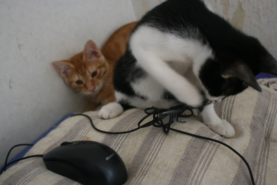 6匹の子猫たち_f0242002_829175.jpg