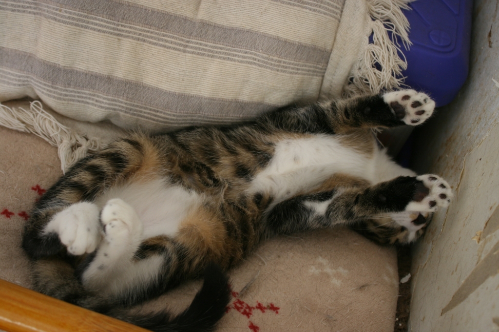 6匹の子猫たち_f0242002_8294677.jpg