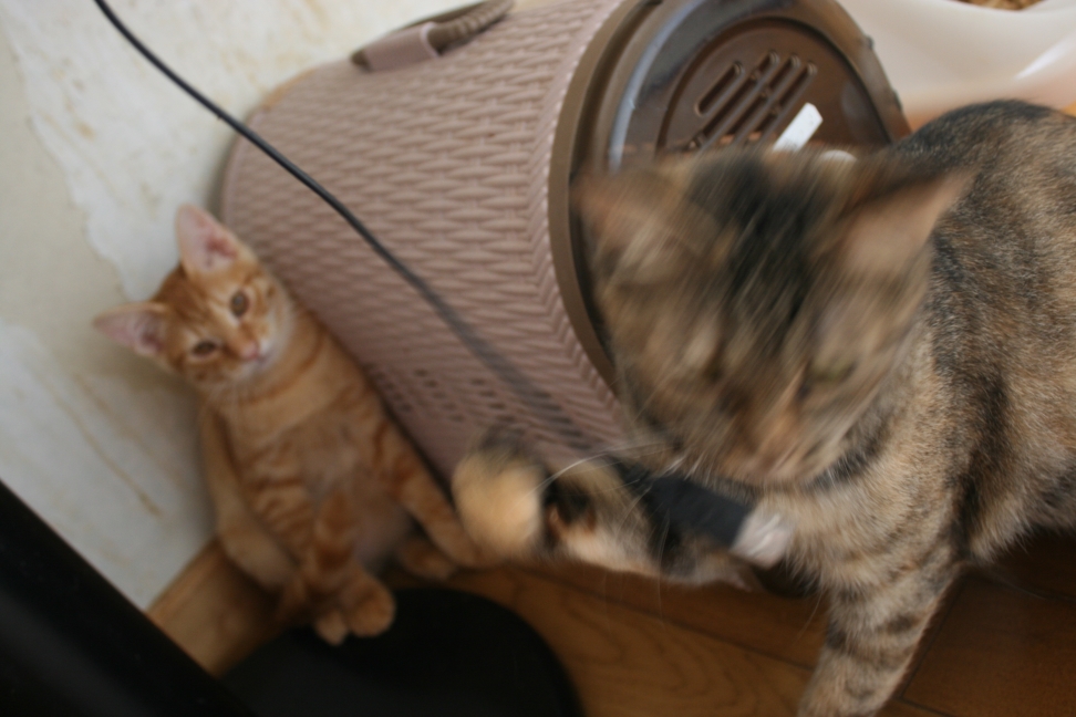 6匹の子猫たち_f0242002_8332186.jpg