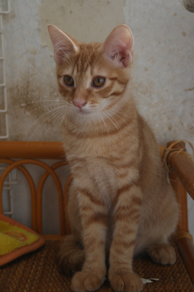 6匹の子猫たち_f0242002_8333355.jpg