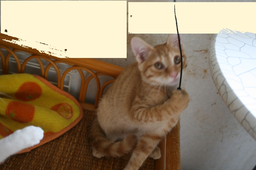 6匹の子猫たち_f0242002_8334266.jpg