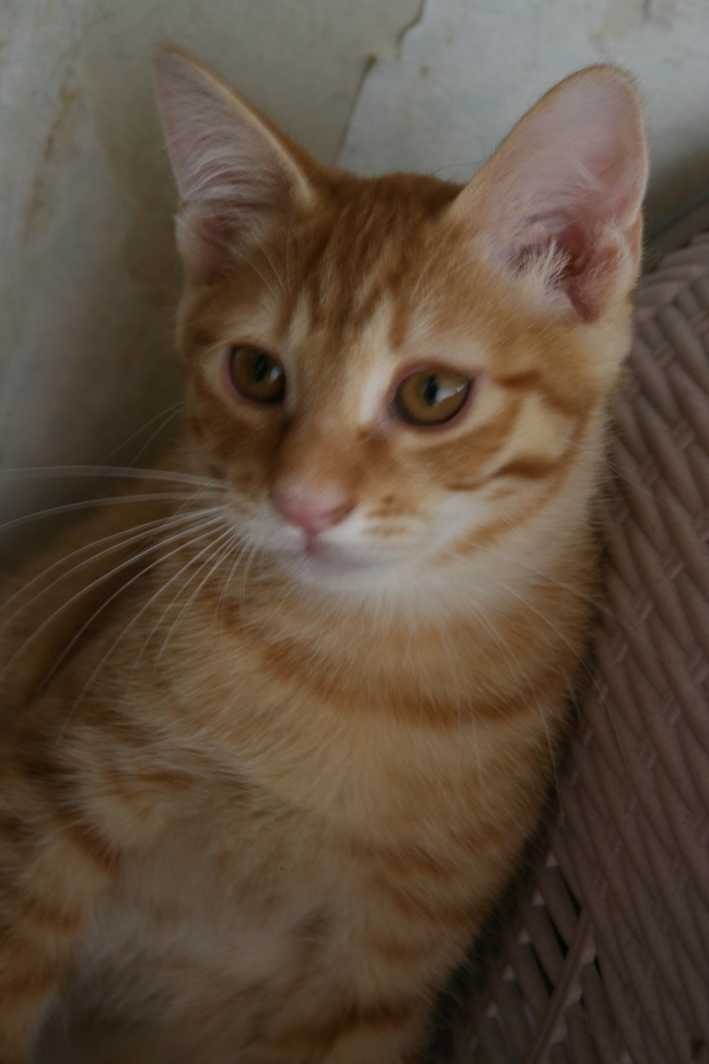 6匹の子猫たち_f0242002_833621.jpg