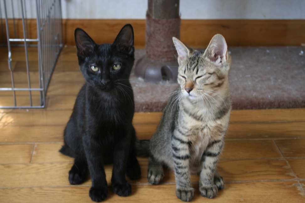 6匹の子猫たち_f0242002_834054.jpg