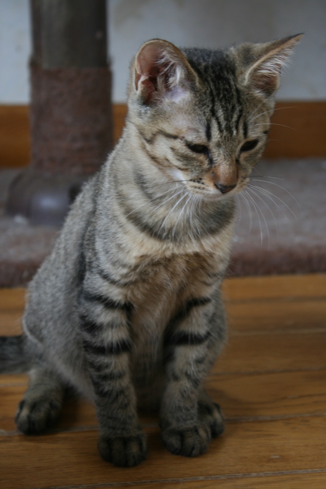 6匹の子猫たち_f0242002_8342772.jpg