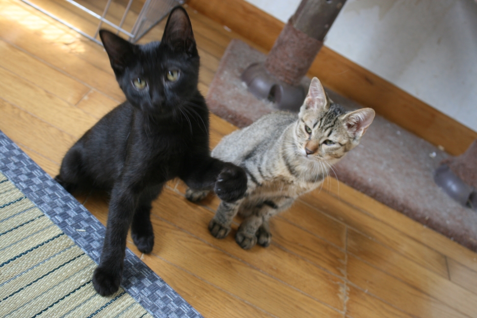 6匹の子猫たち_f0242002_8343550.jpg