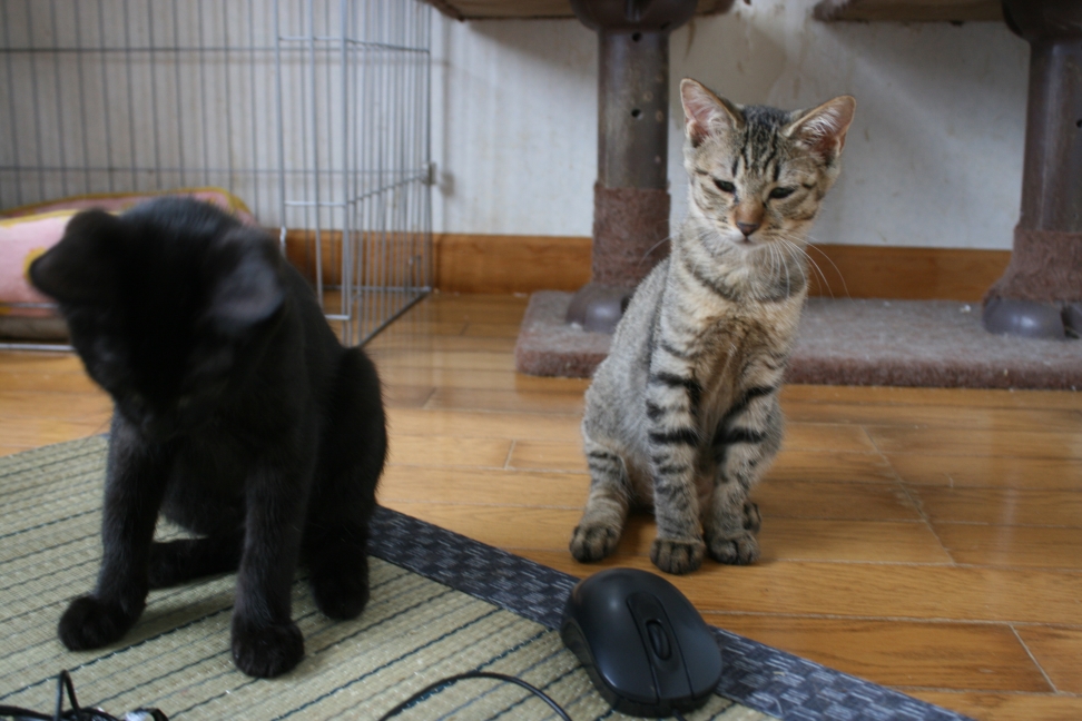 6匹の子猫たち_f0242002_8344568.jpg