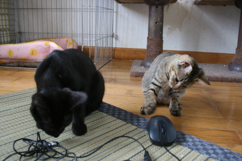 6匹の子猫たち_f0242002_835260.jpg