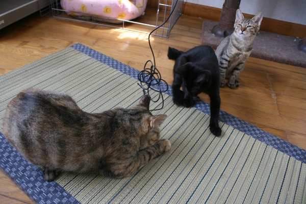 6匹の子猫たち_f0242002_8352739.jpg