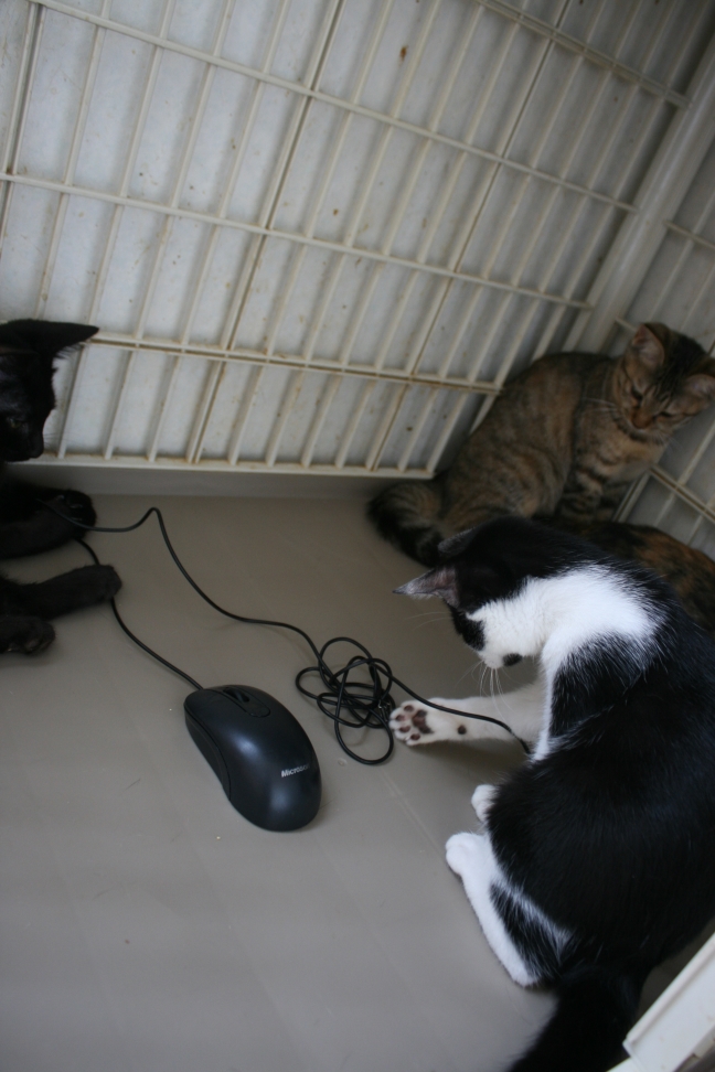 6匹の子猫たち_f0242002_8353958.jpg