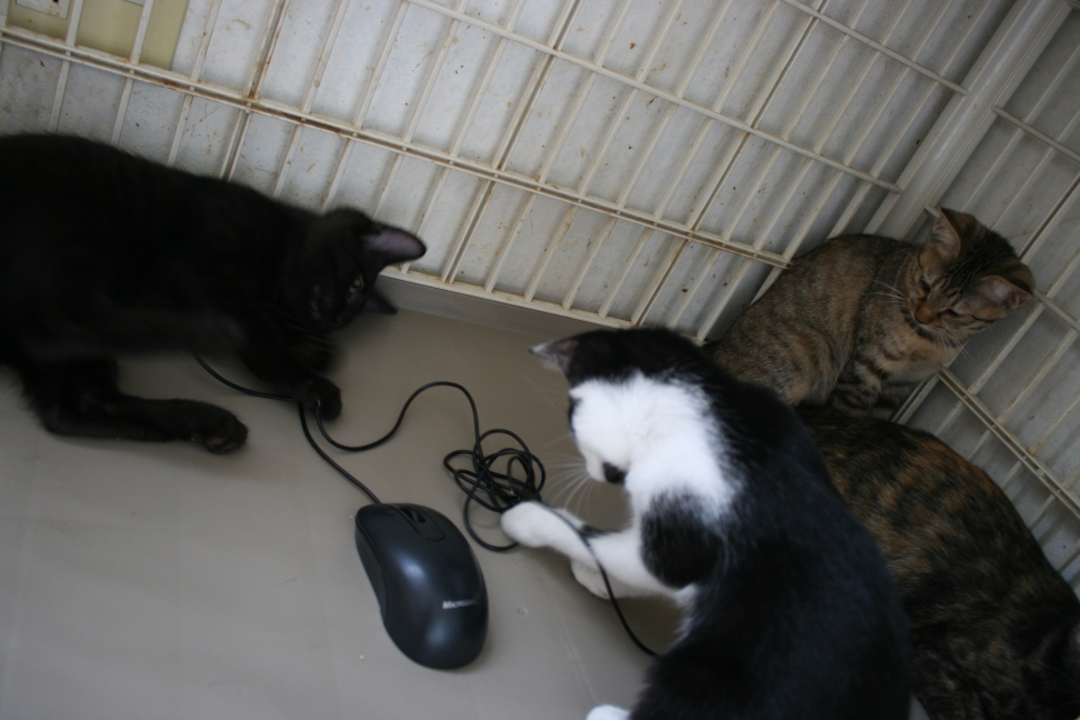 6匹の子猫たち_f0242002_8355188.jpg