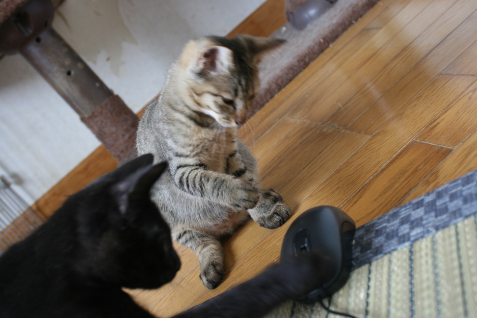 6匹の子猫たち_f0242002_835917.jpg
