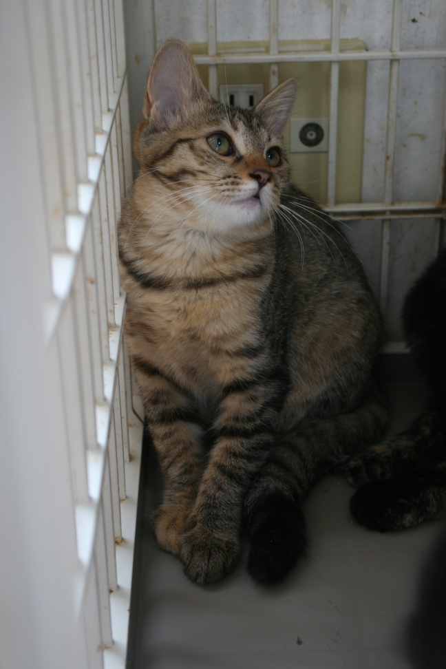 6匹の子猫たち_f0242002_8415091.jpg