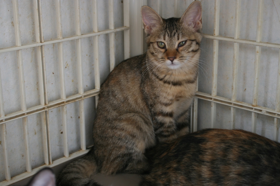 6匹の子猫たち_f0242002_842456.jpg