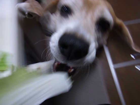 c0205806_22275786.jpg