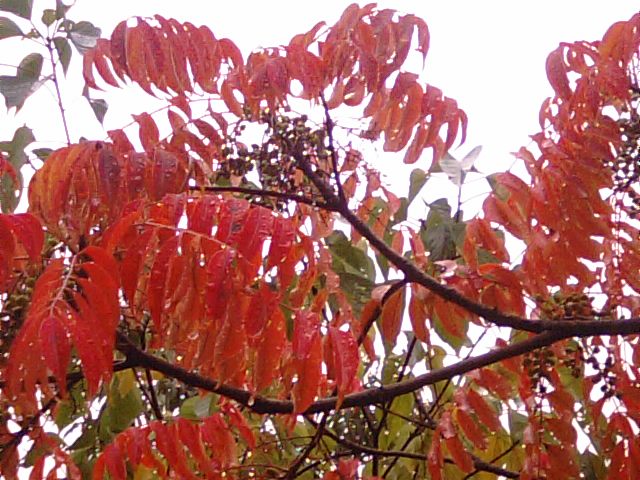 ハゼの木が紅葉と秋雨前線日本列島に停滞_f0231709_17494868.jpg