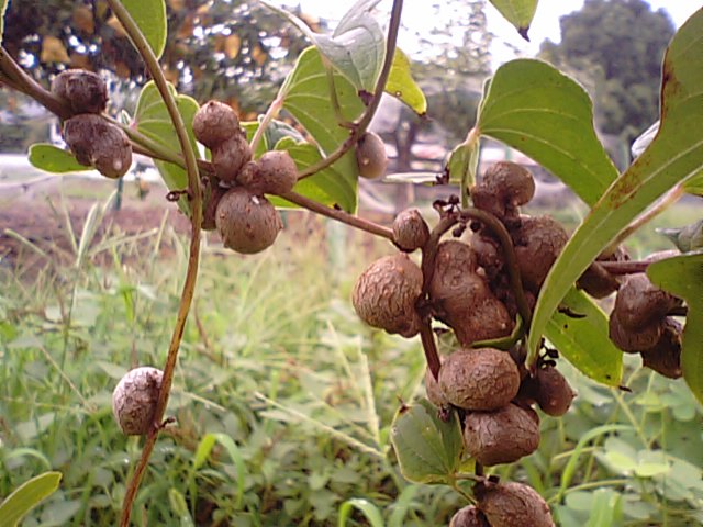 山芋蔓に「むかご」と「むかごのご飯」･･･2013/9/3_f0231709_20404040.jpg