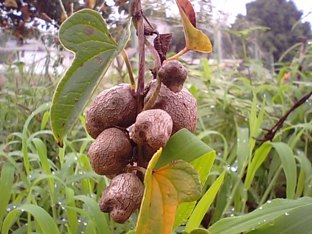 山芋蔓に「むかご」と「むかごのご飯」･･･2013/9/3_f0231709_2040545.jpg