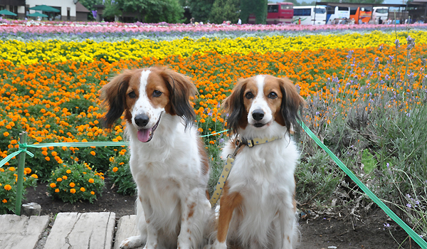 北海道犬連れ旅行記2013 ２日目　富良野・美瑛へ_d0079912_19501254.jpg