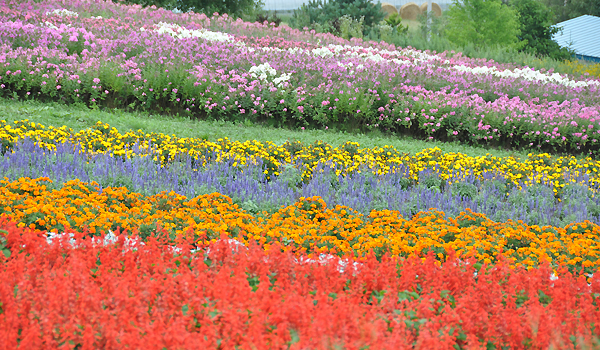 北海道犬連れ旅行記2013 ２日目　富良野・美瑛へ_d0079912_19504661.jpg