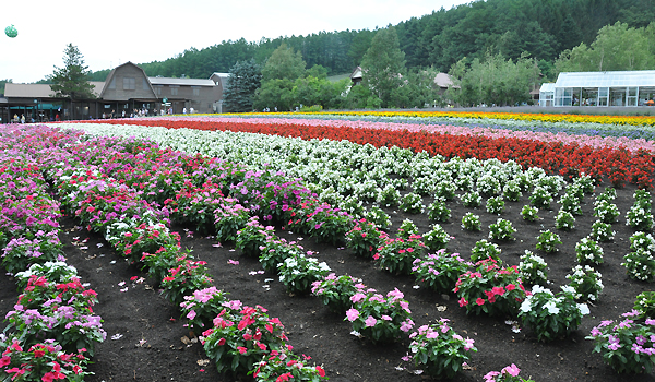 北海道犬連れ旅行記2013 ２日目　富良野・美瑛へ_d0079912_1950481.jpg