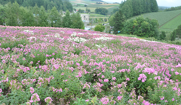 北海道犬連れ旅行記2013 ２日目　富良野・美瑛へ_d0079912_1951817.jpg