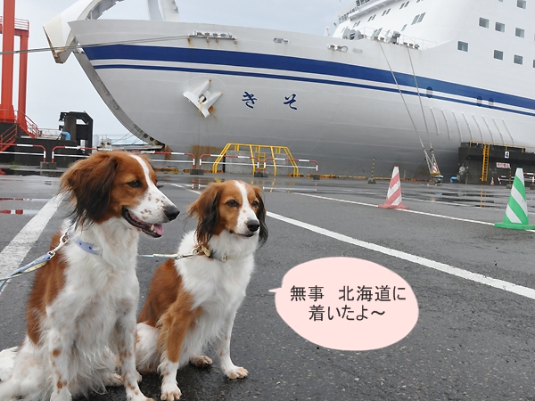 北海道犬連れ旅行記2013 ２日目　富良野・美瑛へ_d0079912_21435921.jpg