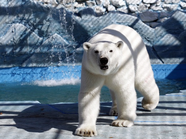 ロシア・シベリア中部、クラスノヤルスク動物園の野生出身の新ペアの繁殖への期待 ～ 日本は果実を狙え_a0151913_9273276.jpg