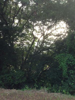 d0194613_19251160.jpg