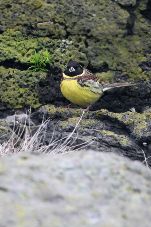 2013年春/離島の鳥達-26/シマアオジ_f0178716_135729.jpg