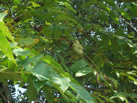 a0279321_1511445.jpg