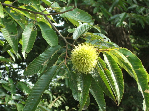 a0279321_152444.jpg