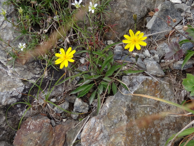 白馬岳～鑓温泉の高山植物：その2＠白馬三山_c0085622_19105638.jpg