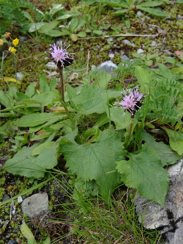 白馬岳～鑓温泉の高山植物：その2＠白馬三山_c0085622_1910961.jpg