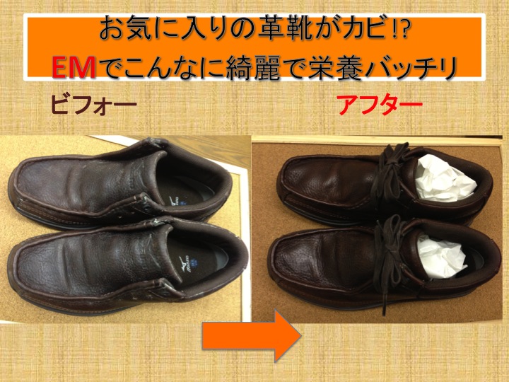 今週のお花とセール情報_a0200423_1351817.jpg