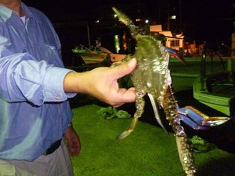南知多 師崎 カニすくい 釣 魚 百 態