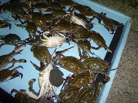 南知多 師崎 カニすくい 釣 魚 百 態