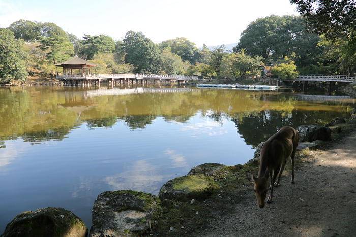 いにしえの奈良へ －興福寺－_b0169330_710945.jpg