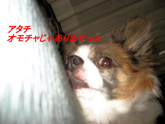 a0149240_16646.jpg