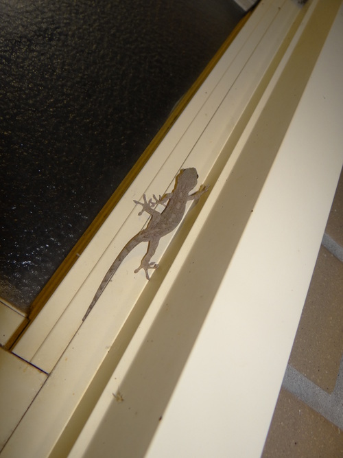 ヤモリ おっ!_d0254540_20413849.jpg