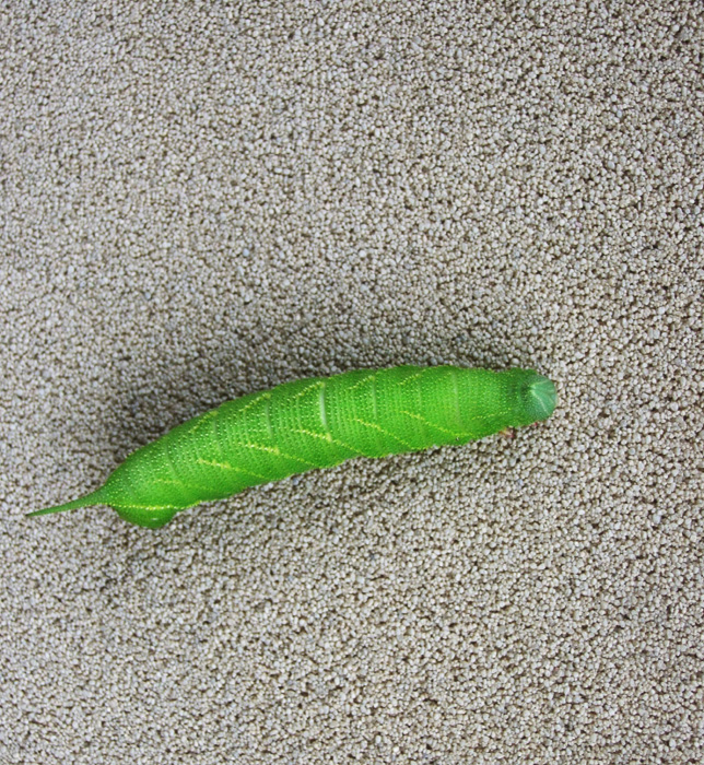 d0322448_812877.jpg
