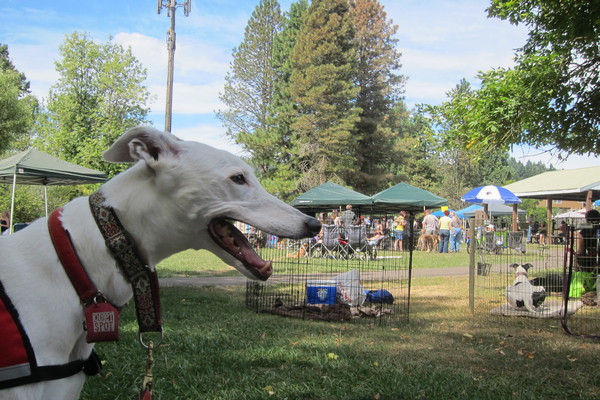 Greyhound picnic in Portland_c0078451_752538.jpg