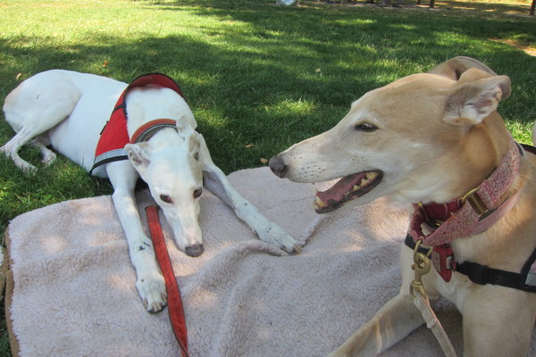 Greyhound picnic in Portland_c0078451_7542437.jpg