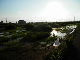 仙台 亘理 自転車道路へ _e0140354_1654683.jpg